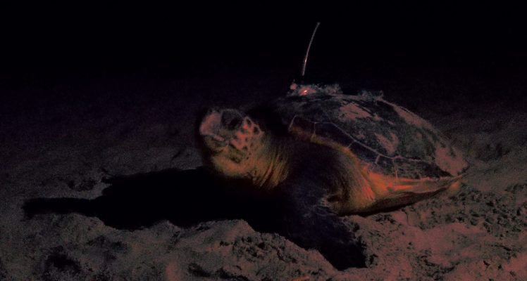 Loggerhead turtles and Mediterranean Marine Protected Areas