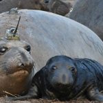 Photo: a Female elephant seal with Argos PTTs (credit Dan Costa; National Marine Fisheries Service Permit #19108)