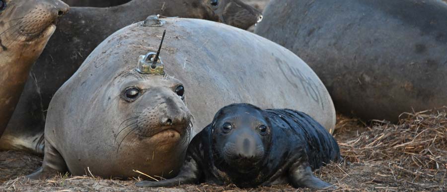 Female elephant seal with Argos PTTs