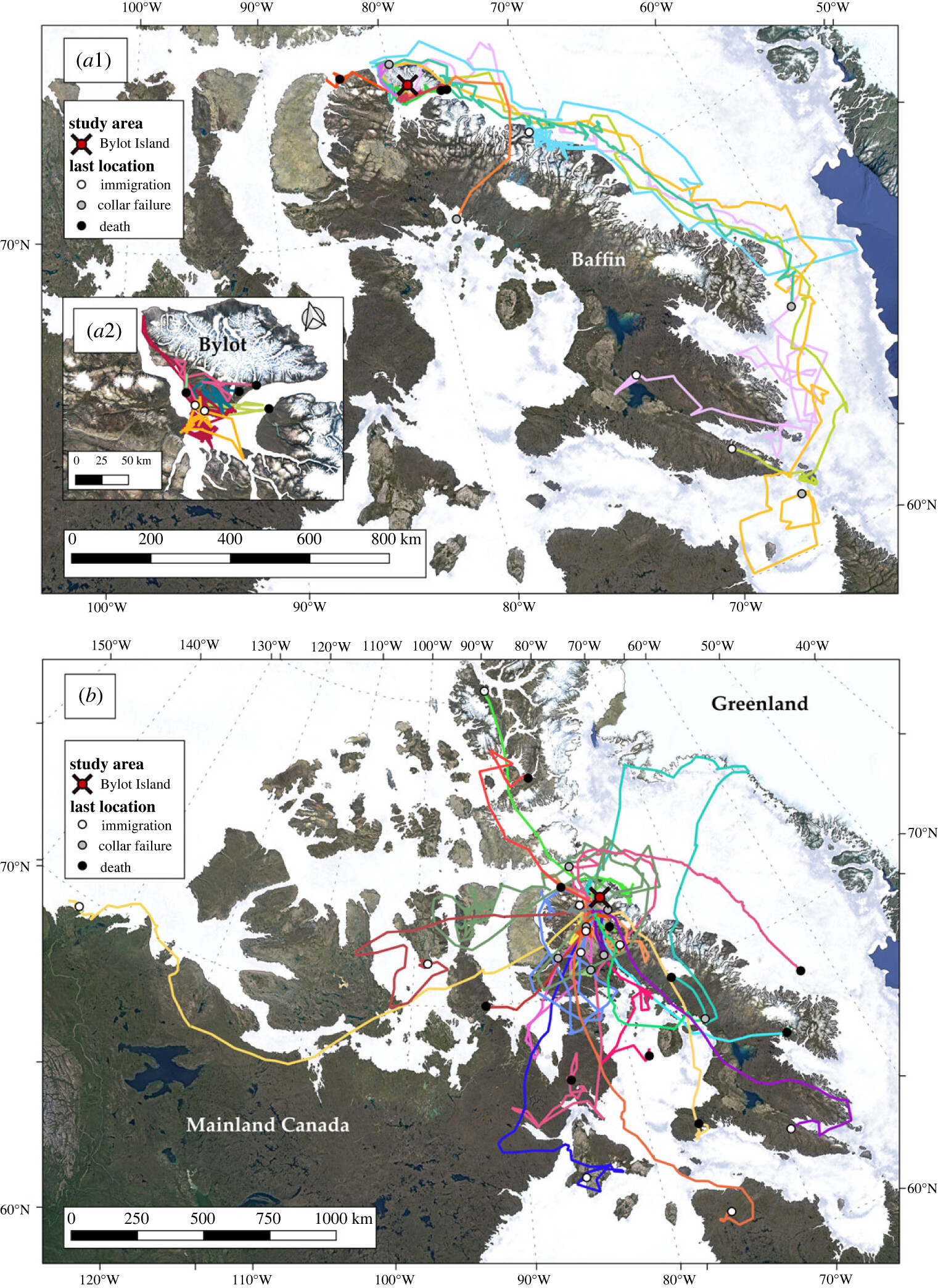 Why Arctic foxes travel long distances? - Argos