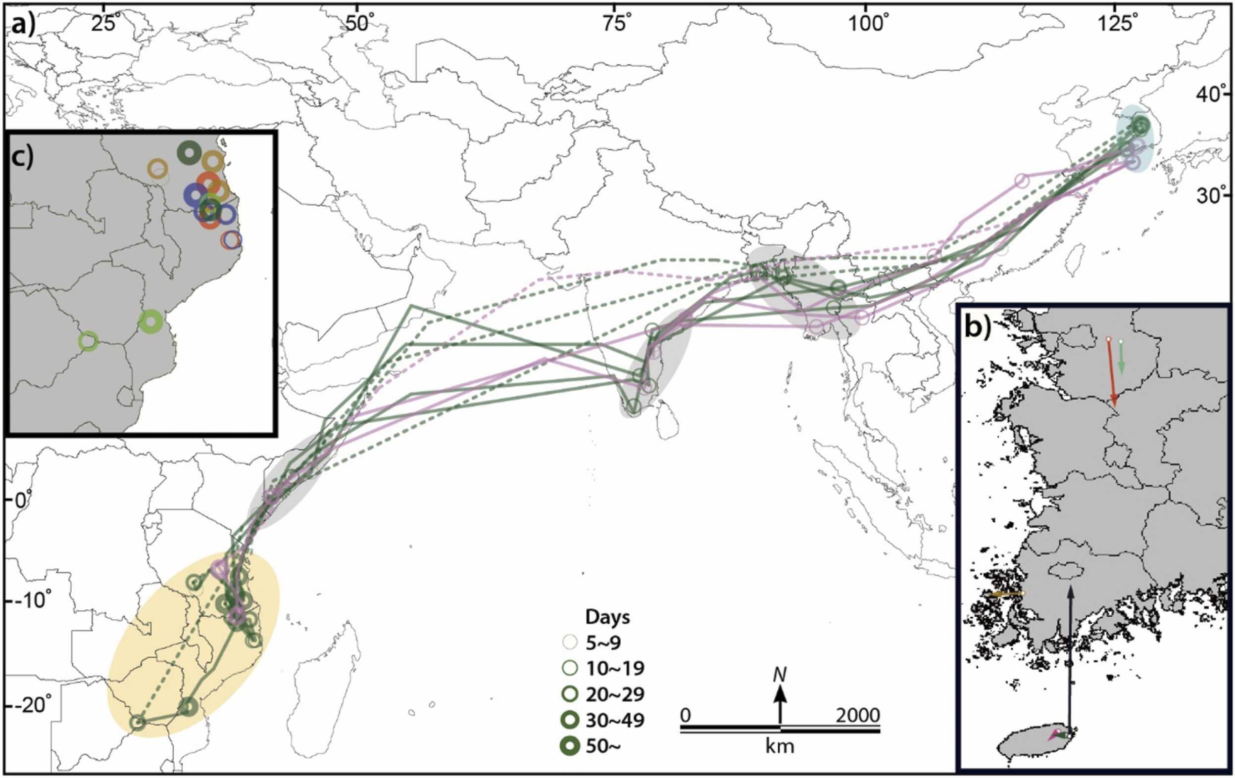 Migration of eight common cuckoos tracked from Korea in 2019
