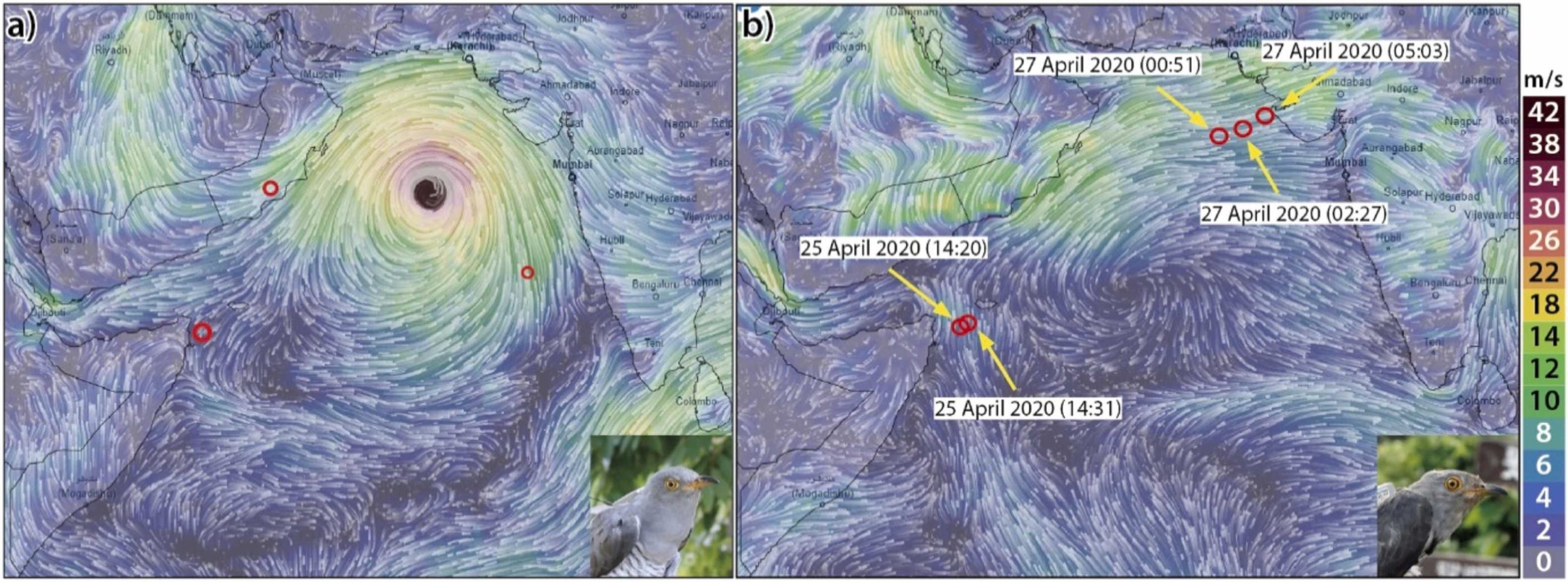 Examples of Arabian sea-crossings by migrating cuckoos