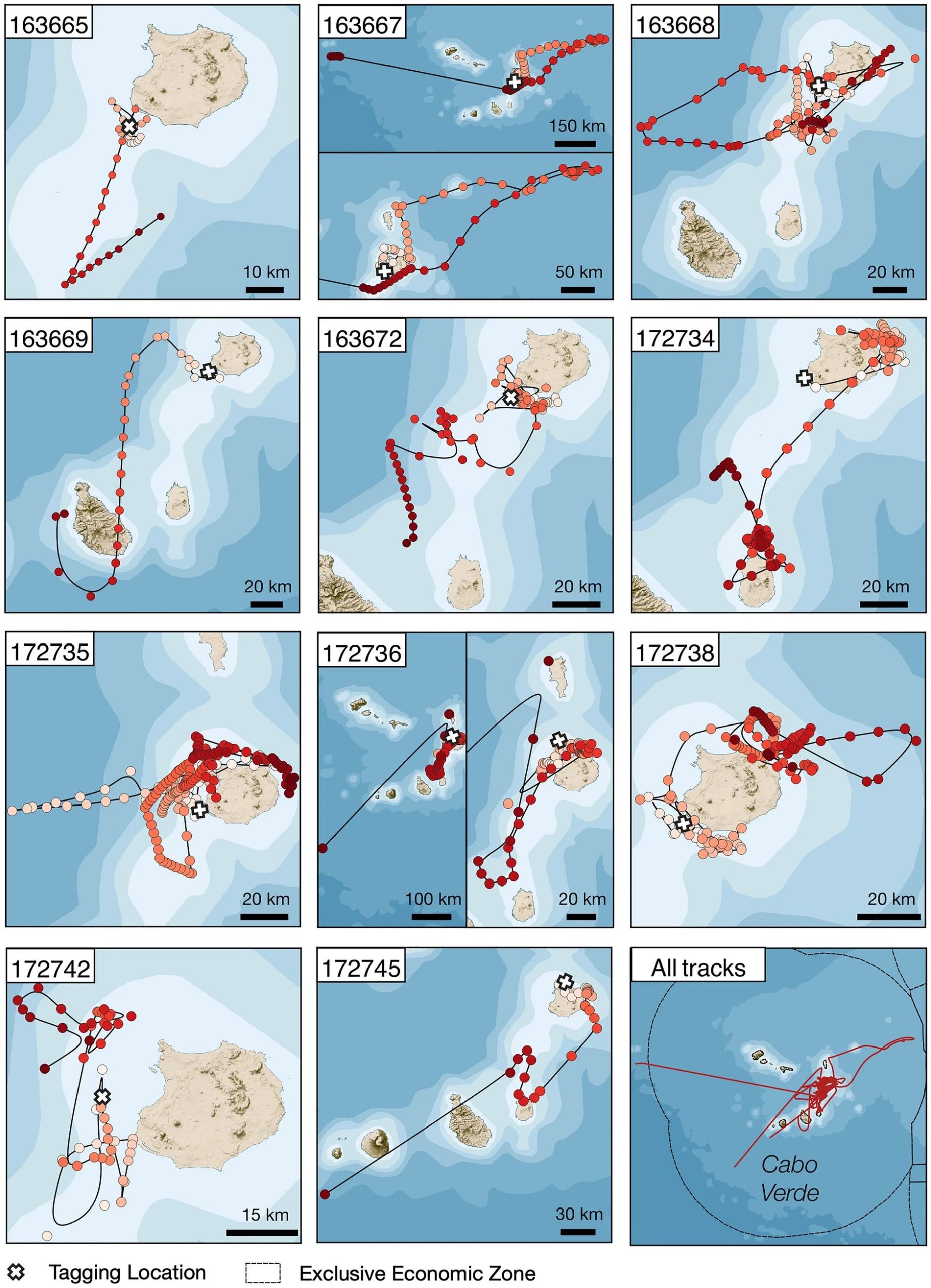 Filtered and regularized tracks of oceanic manta rays tagged in Cap Vert between 2016 and 2019
