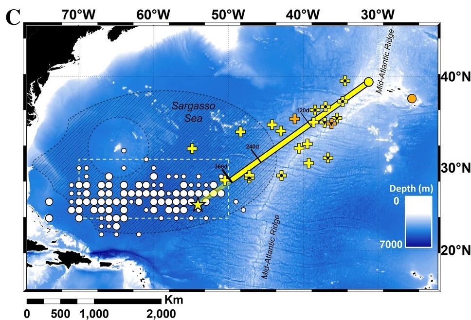 Pop-up data from European eels tagged at two Azores locations in November of 2018 or 2019