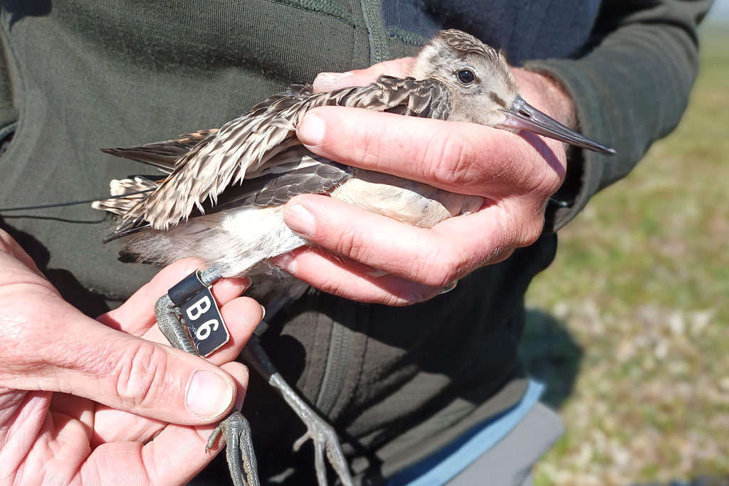 Bar-tailed Godwits