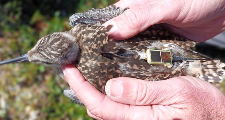 The longest non-stop flight ever recorded for a landbird