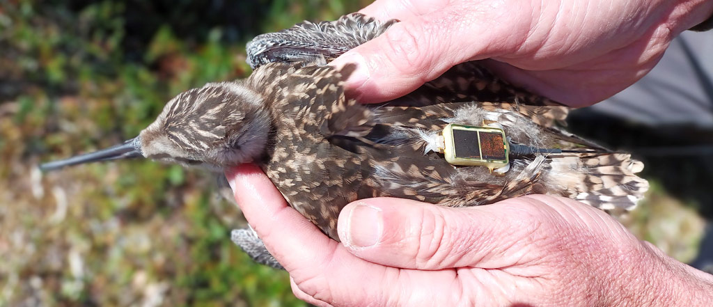 The longest non-stop flight ever recorded for a landbird