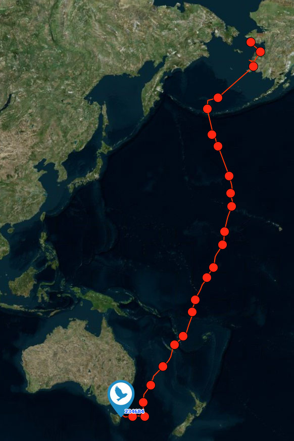 Bar-tailed Godwits migration tracking map
