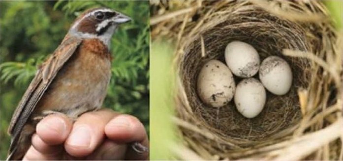 A meadow bunting and a nest of this species
