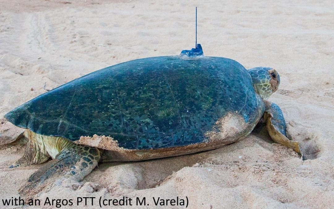 Green turtles’ uses of Marine Protected Areas on the West African coasts
