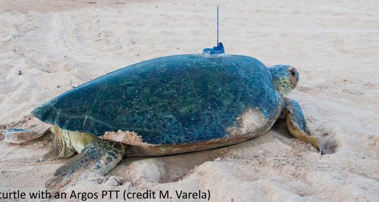 Green turtles’ uses of Marine Protected Areas on the West African coasts