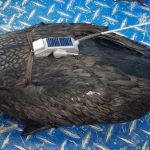 A double-crested cormorant during Argos PTT equipment (credit L. Moran)