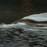 European eel fitted with a pop-up satellite tag