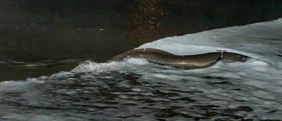 European eel fitted with a pop-up satellite tag