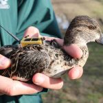 An Eurasian teal with an Argos PTT (credit Lorenzo Vanni)