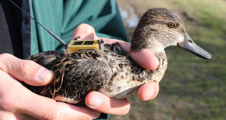 What triggers Eurasian teals’ migrations?