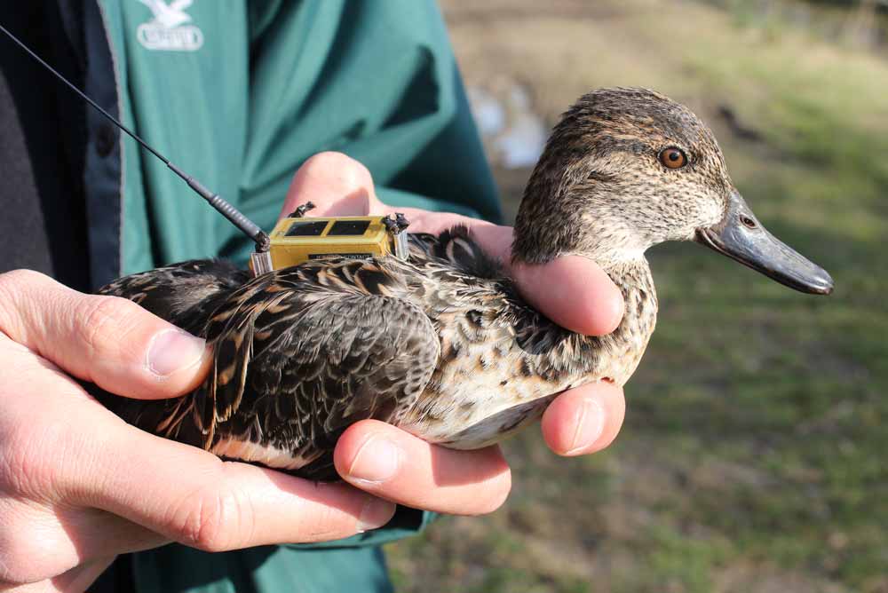 An Eurasian teal with an Argos PTT (credit Lorenzo Vanni)