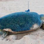 A green turtle with an Argos PTT (credit M. Varela)