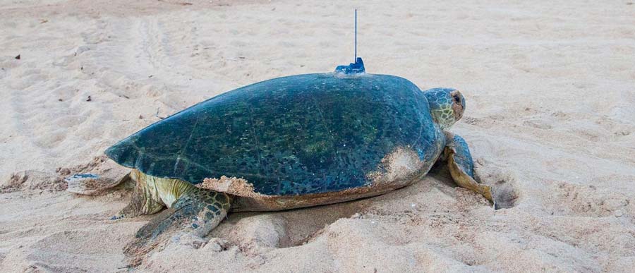 A green turtle with an Argos PTT (credit M. Varela)