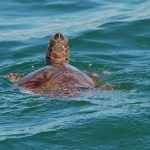 Juvenile green turtle in St. Joseph Bay (photo credit Margaret Lamont, USGS)