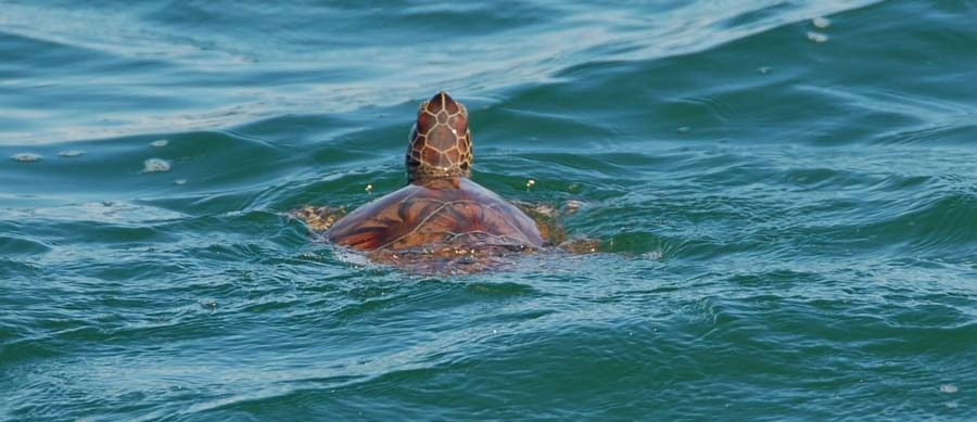 Juvenile green turtle in St. Joseph Bay