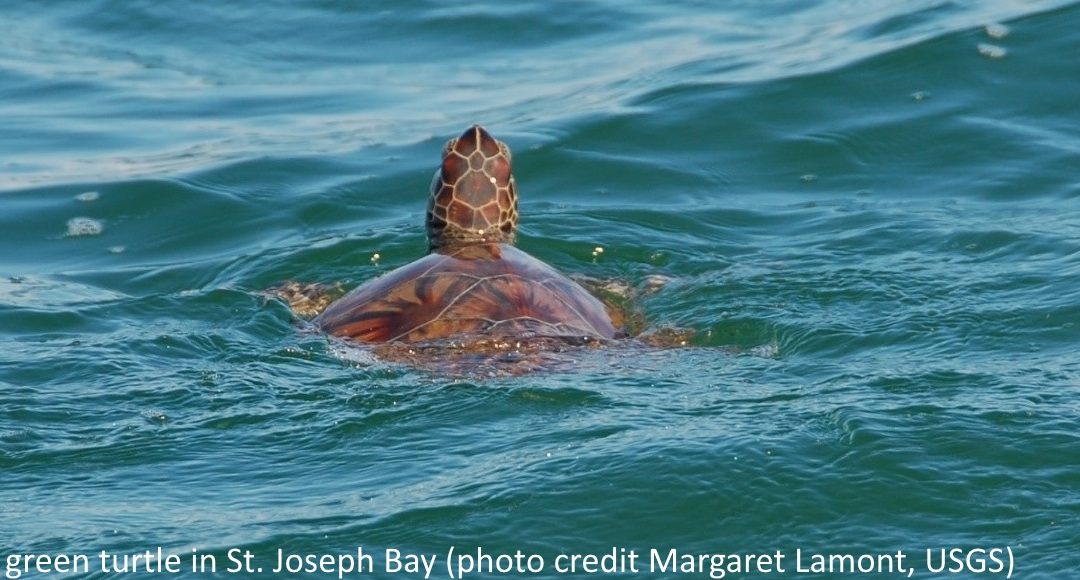 Turtles in a hurricane
