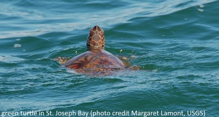 Turtles in a hurricane