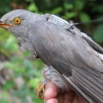 A male cuckoo with a tag in Muan, 2019