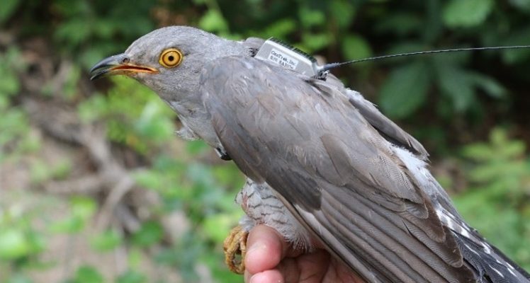Cuckoos’ migration from South Korea to the South of Africa