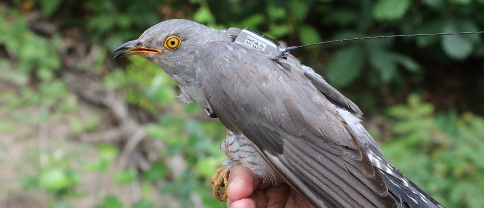 A male cuckoo with a tag in Muan, 2019