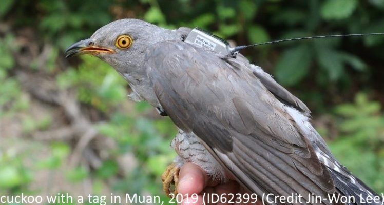 Cuckoos’ migration from South Korea to the South of Africa