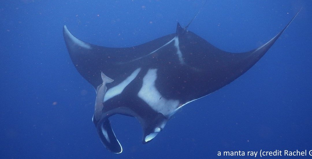 Oceanic manta rays in the eastern Atlantic