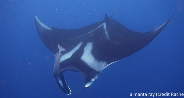 Oceanic manta rays in the eastern Atlantic
