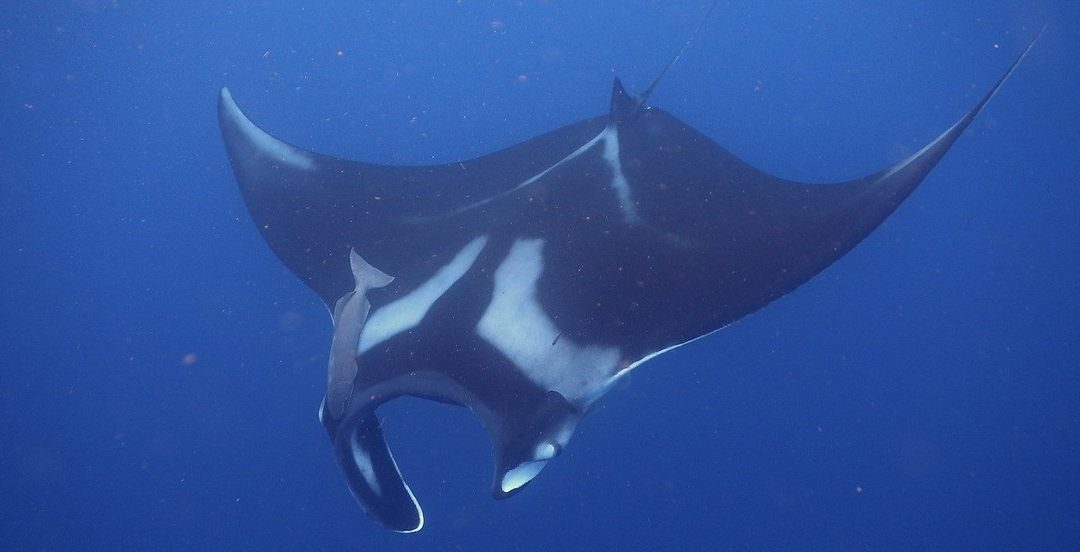 Oceanic manta rays in the eastern Atlantic