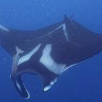 A manta ray (photo Rachel Graham)