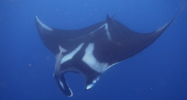 Oceanic manta rays in the eastern Atlantic