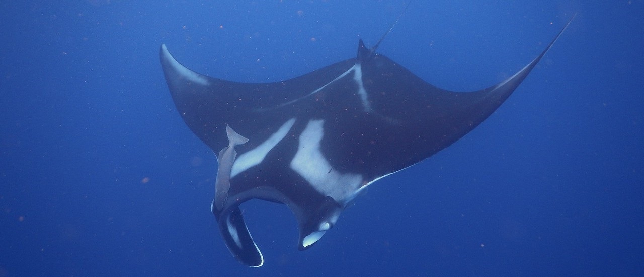 A manta ray (photo Rachel Graham)