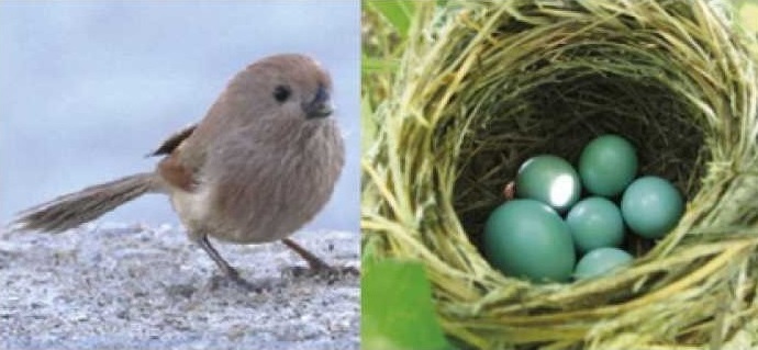 Vinous-throated parrotbill and a nest of this species