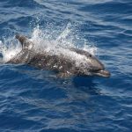 A bottlenose dolphin (Adam Li, NOAA)