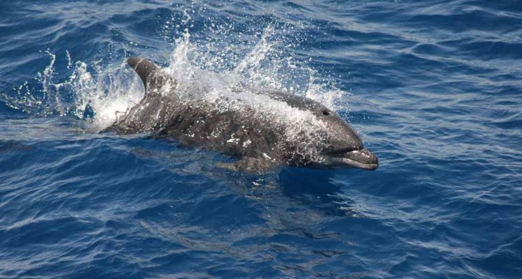 How deep are bottlenose dolphins diving?