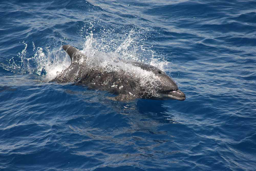 How deep are bottlenose dolphins diving?
