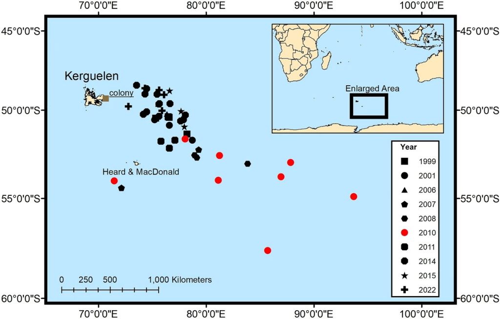 Furthest foraging location detected for each equipped penguin during incubation, sorted by year. In 2010, the foraging trips were significantly further from the other years (from [Brisson-Curadeau et al., 2023]).