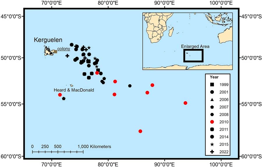 Furthest foraging location detected for each equipped penguin during incubation, sorted by year