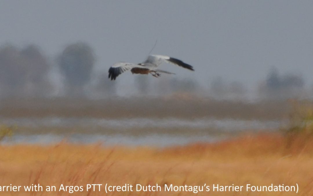 Montagu’s harriers are itinerant during their wintering in Africa