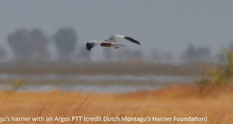 Montagu’s harriers are itinerant during their wintering in Africa