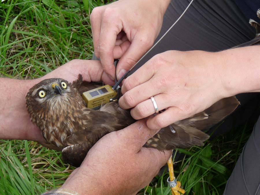 A Montagu’s harrier during tag attachment