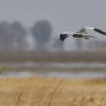 A Montagu’s harrier with an Argos PTT (credit Dutch Montagu’s Harrier Foundation)
