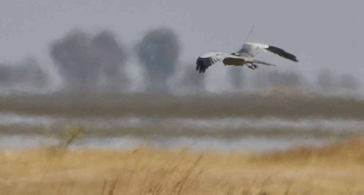 Montagu’s harriers are itinerant during their wintering in Africa