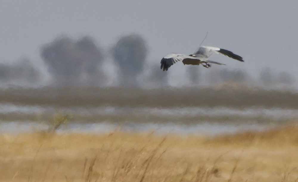 A Montagu’s harrier with an Argos PTT