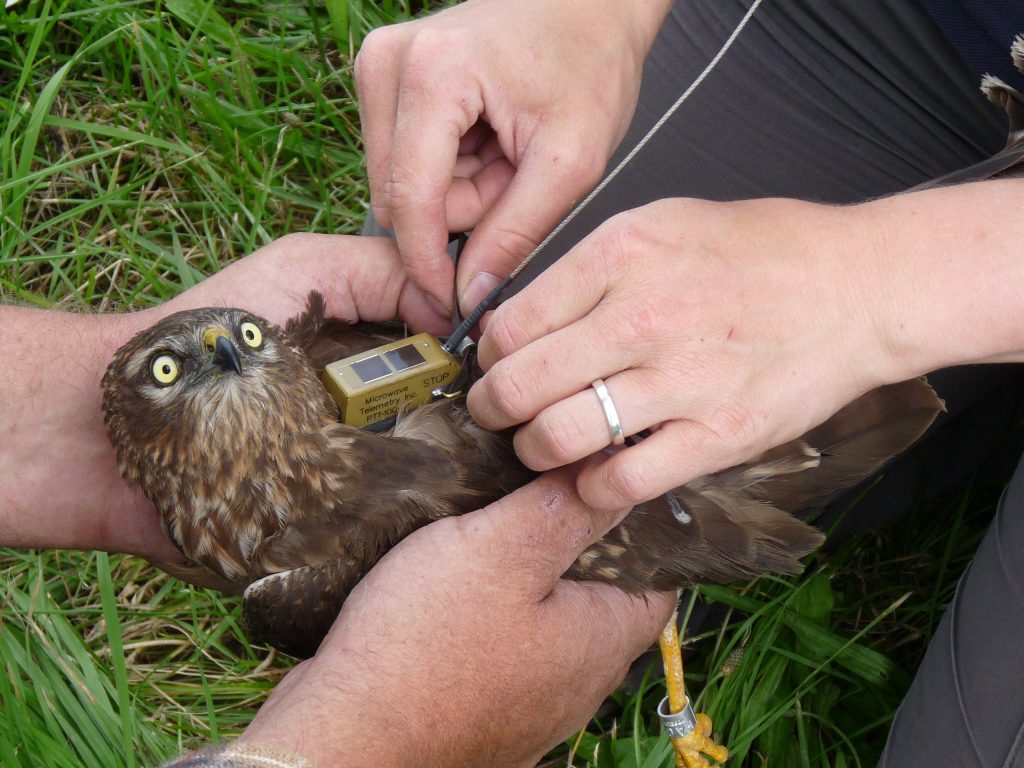 A Montagu’s harrier during tag attachment